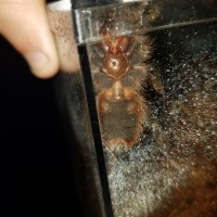 G. Pulchripes 2.5" M or F?