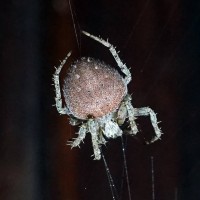 Colombian Spider