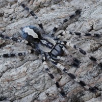 Poecilotheria vittata - Female