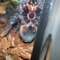 Chromatopelma cyaneopubescens: Ventral