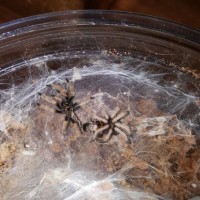 GBB sling molted