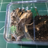 Avic sling molted