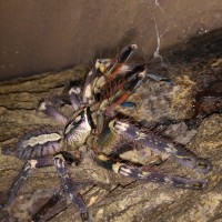 P. ornata.