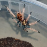 Chromatopelma sling