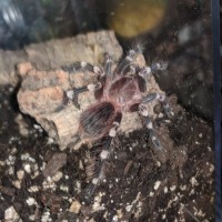 Juvenile A. geniculata