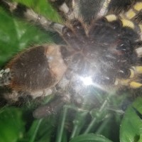 P. regalis male or female?