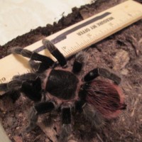 Brachypelma vagans (1/4)