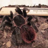 Brachypelma vagans (2/4)