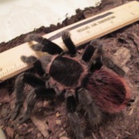 Brachypelma vagans (3/4)