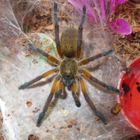 Harpactira pulchripes