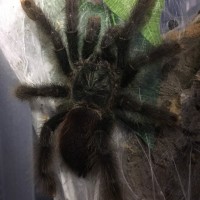 avicularia avicularia