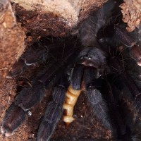 Lampropelma sp. Borneo black