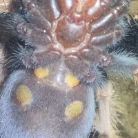 Brachypelma boehmei