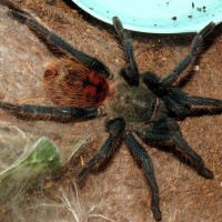 Dark and Handsome (♂ Chromatopelma cyaneopubescens 3.5")