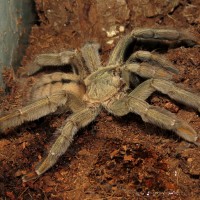 Where's My Water Dish?! (♀ Psalmopoeus cambridgei 5")