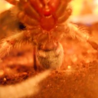 B.hamorii