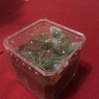 Grammostola pulchra enclosure 1”sling