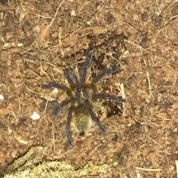 Harpactira pulchripes or H. marksi?