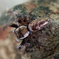 Small metallic jumping spider...