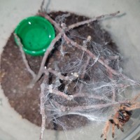 Chromatopelma webbing