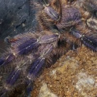 Poecilotheria miranda