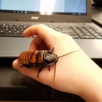 Madagascar hisser male helping me work