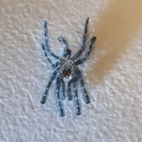 Sling molt #2