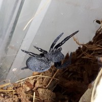 Wutz (Eresus walckenaeri) molted!