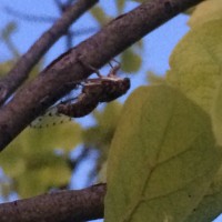 Unknown small Cicada