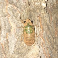 Neotibicen superbus nymph