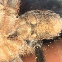 Aphonopelma seemanni [ventral sexing]