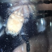 Aphonopelma seemanni sex?