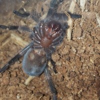 Brachypelma hamorii, about 2.5 inches. Female or male?