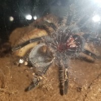 Brachypelma albopilosum