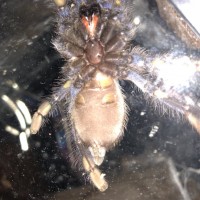 Poecilotheria metallica [ventral sexing]