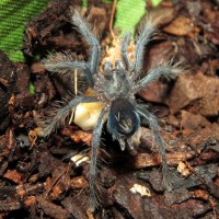 Phormictopus sp. "south Hispaniola" Sling Feeding (♀ 0.75")