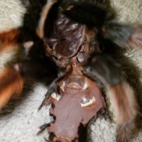 Brachypelma emilia [molt sexing]