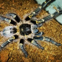 Juvenile G. pulchripes