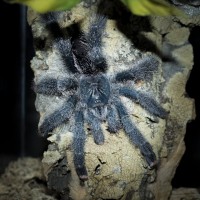 Avicularia metallica Female