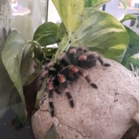 Brachypelma smithi