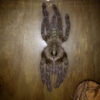 Queen of the spider room