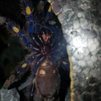 Poecilotheria metallica [ventral sexing]