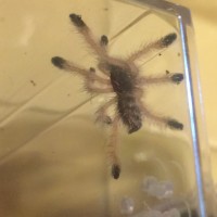 Avicularia Avicularia #2