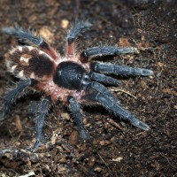 Theraphonsinae sp. Panama Female