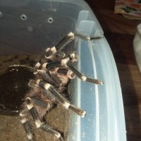 MM A. geniculata