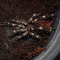 N. chromatus