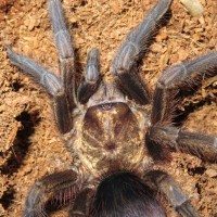 Phormictopus platus