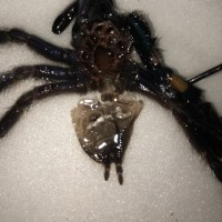 Poecilotheria metallica [molt sexing]