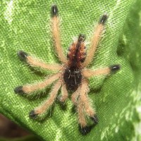 Reverse Pinktoes (♀ Avicularia avicularia 0.75")