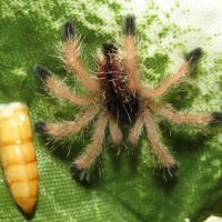 Avicularia avicularia Sling With Mealworm (♀ 0.75")